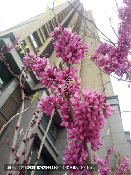 紫荊花