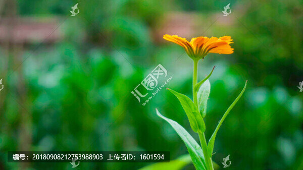 小黃花