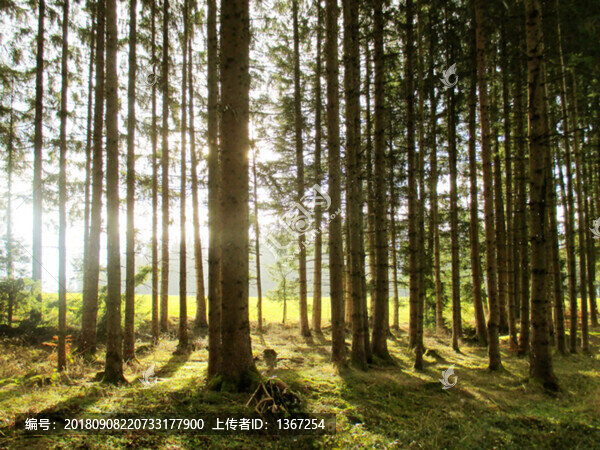樹林