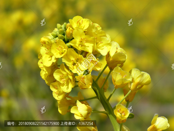 油菜花