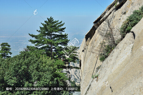 華山松