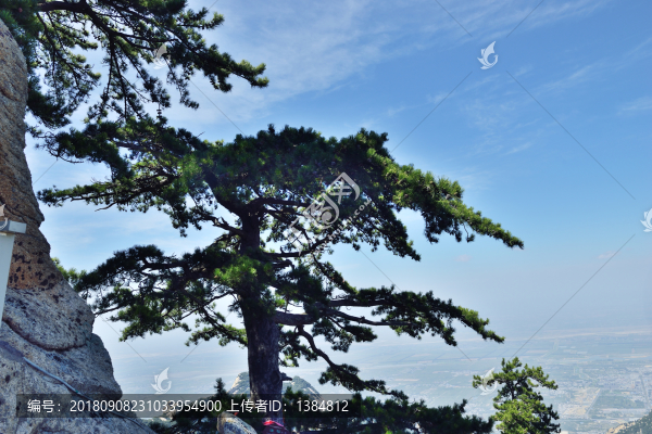 華山松