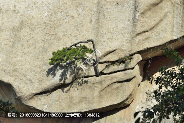 華山松樹