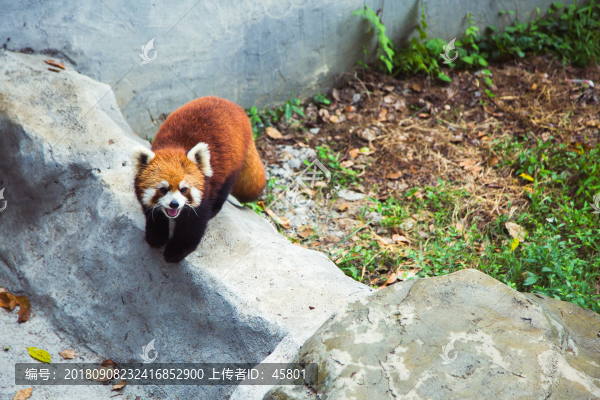 小熊貓