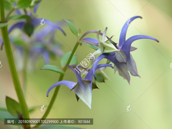 龍膽科植物橢圓葉花錨藍(lán)色花朵