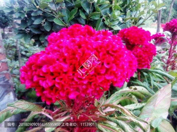 雞冠花