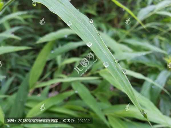 春天早晨大自然綠葉露珠露水
