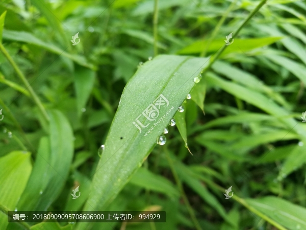 春天早晨大自然綠葉露珠露水