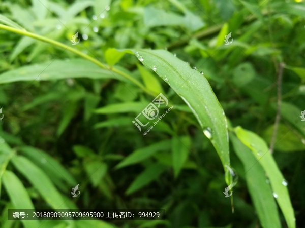 春天早晨大自然綠葉露珠露水