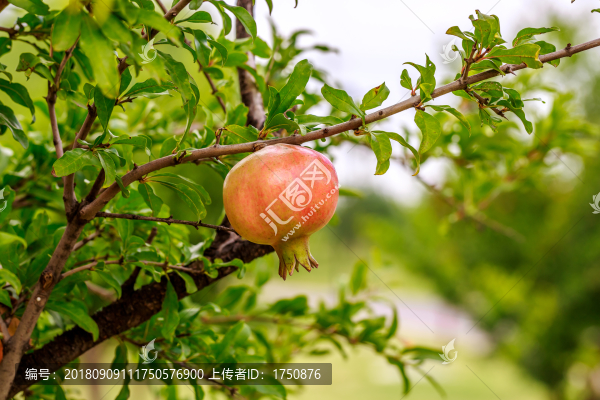 石榴樹(shù)石榴