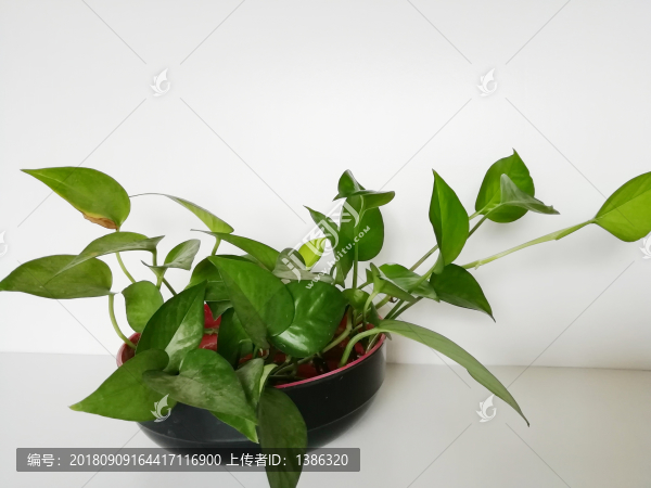 綠蘿盆栽