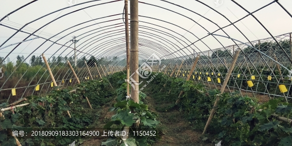 吊冬瓜