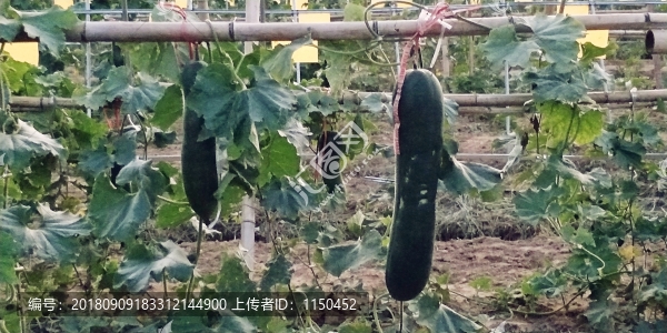 吊冬瓜