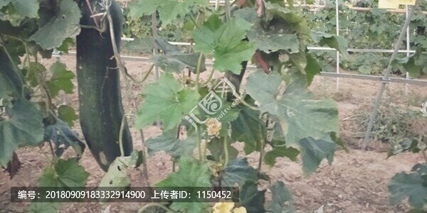 翡翠吊冬瓜