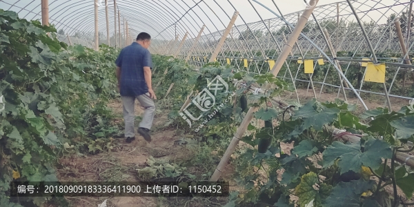 翡翠吊冬瓜