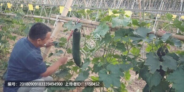 翡翠吊冬瓜