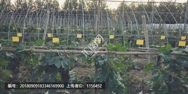 翡翠吊冬瓜