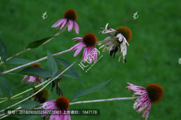 花