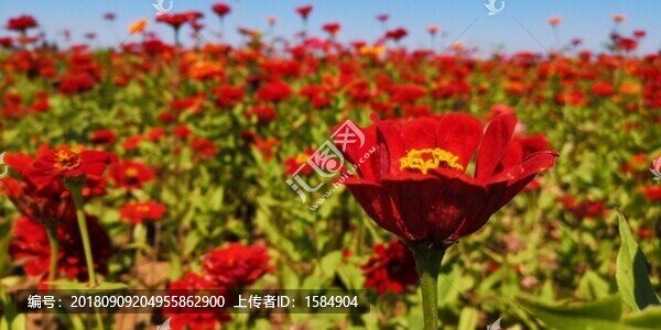 花