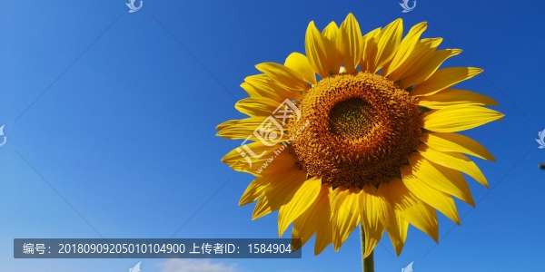 向日葵