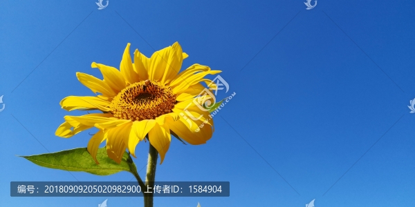 向日葵