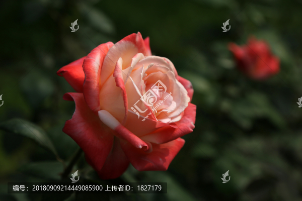 月季