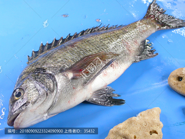 藍(lán)色背景的魚(yú)