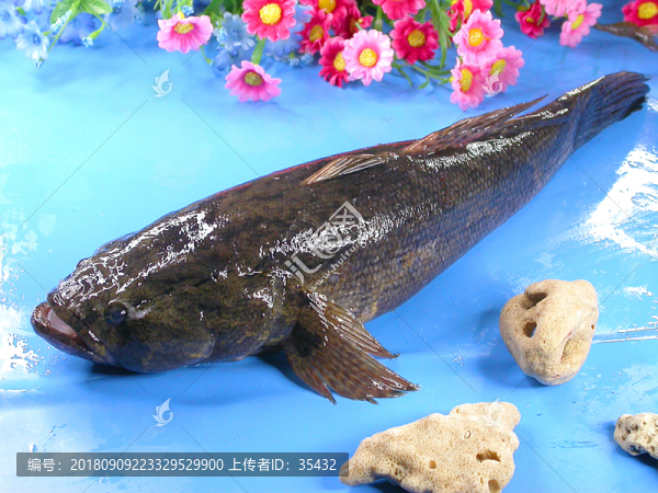 筍殼魚