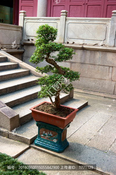 園藝盆栽