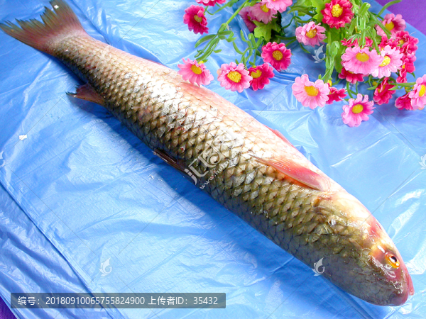 草魚