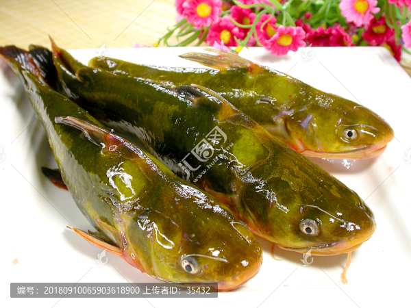 昂刺魚