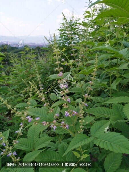 野草