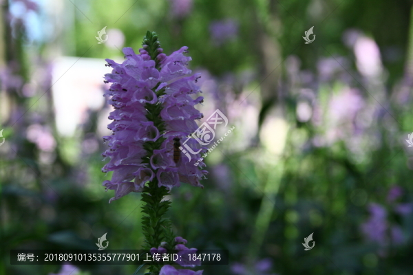 花