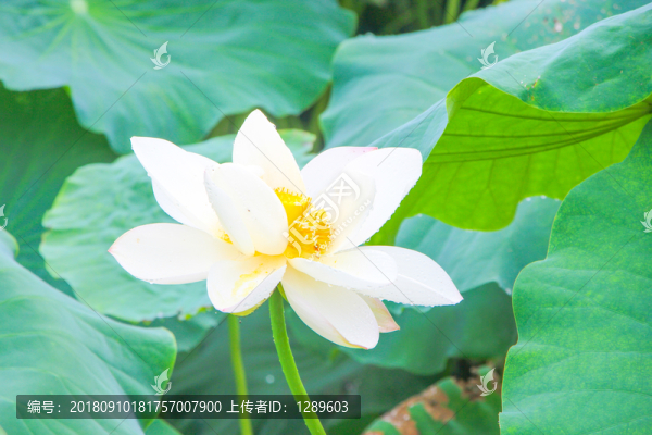 荷花花瓣和露水