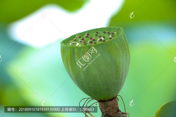 蓮蓬