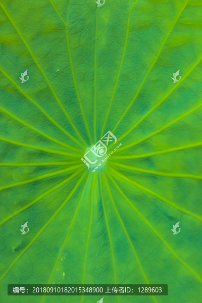 荷葉和水珠