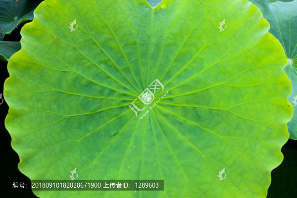 荷葉和水珠