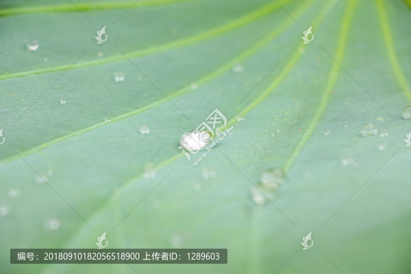 荷葉和水珠