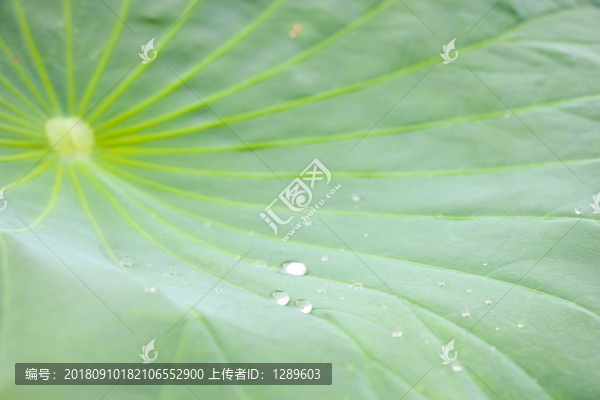 荷葉和水珠