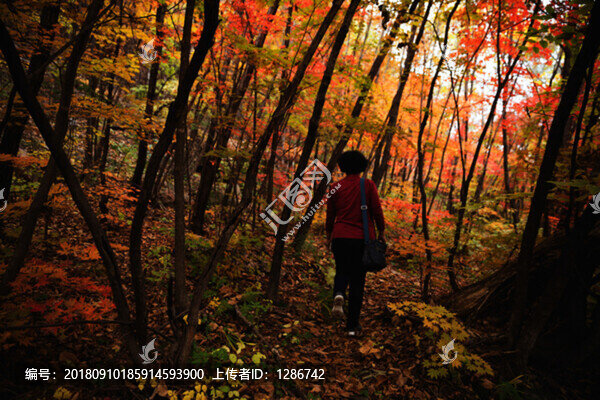 紅葉
