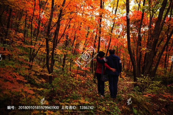 紅葉
