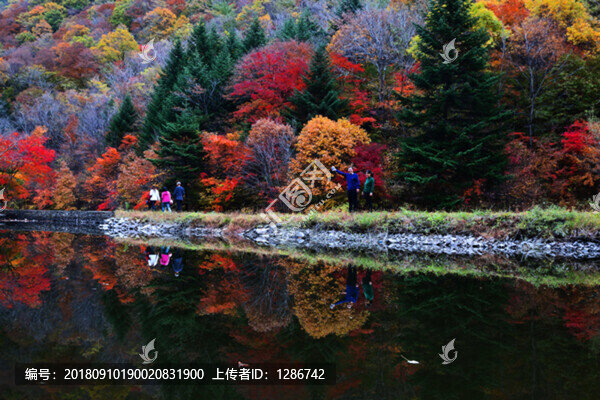 紅葉
