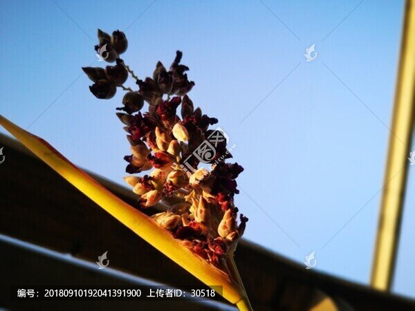 新蕪湖