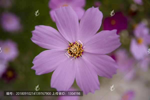 粉色格桑花