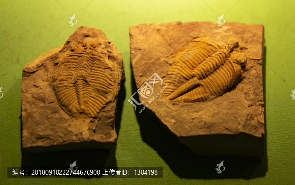 三葉蟲化石