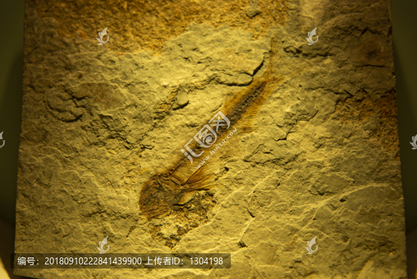 魚化石一狼鰭魚