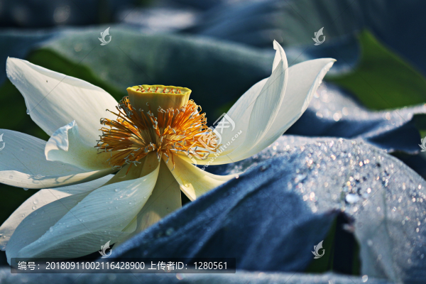 荷花