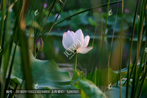 荷花