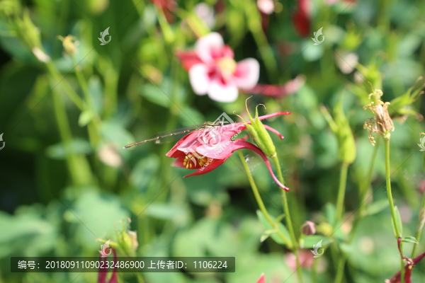 耬斗菜