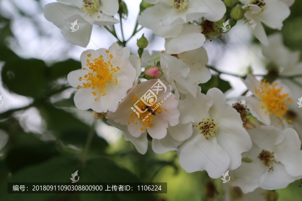 薔薇